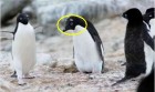 白眉企鹅被疑为新物种 观察后发现实则遭同类拔毛
