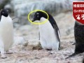 白眉企鹅被疑为新物种 观察后发现实则遭同类拔毛